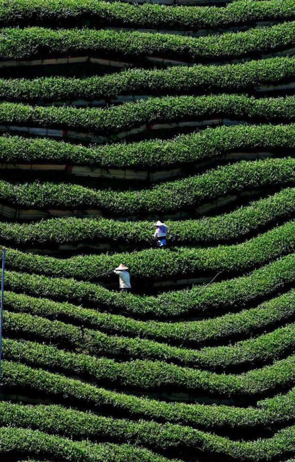 Coffee Beans Grown in Chikmagalur and Coorg