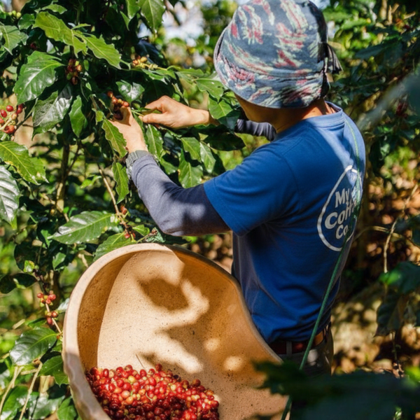 What Is Washed Coffee? How Processing Impacts Clarity and Flavour